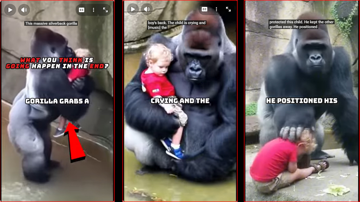 Gorilla’s in de&nbsp;mist